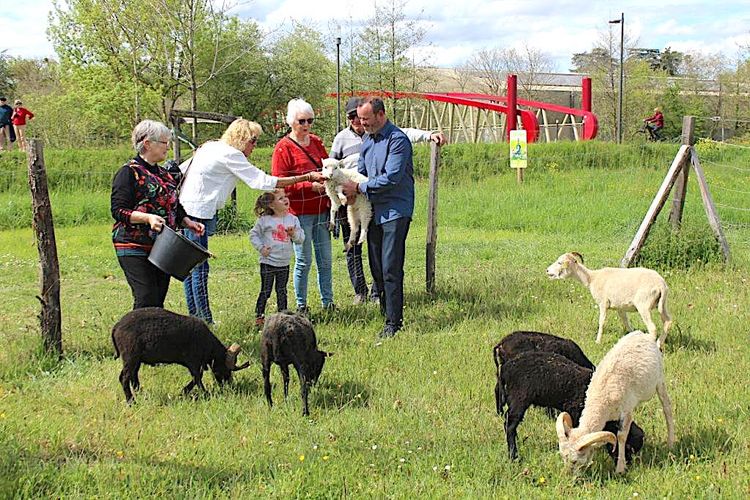 MOUTONS POUR VILLES – Les ovidés vont faire le boulot à Auch